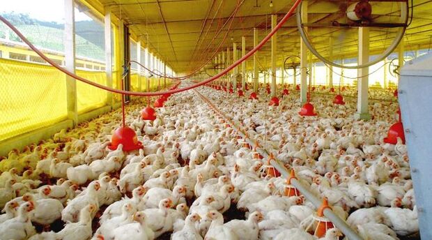 Com rebanho de 22 milhões de aves, setor avícola gera 8,8 mil empregos diretos em MS