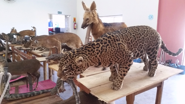 Polícia Ambiental empalha animais que farão parte do museu de Corumbá