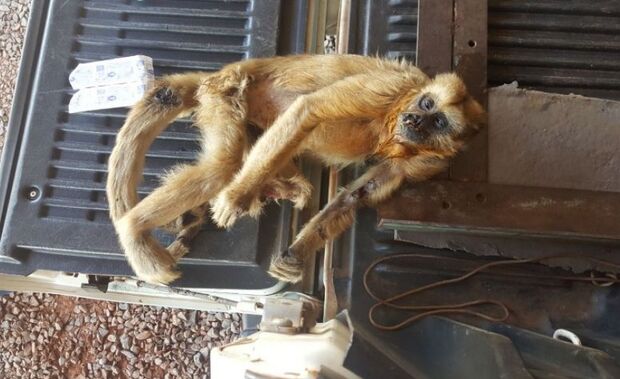 Macaca achada morta em MS não tinha febre amarela, diz instituto de SP