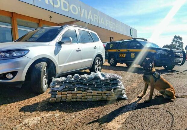 BR-267: cães farejadores da PRF descobrem 73 kg de maconha em carro roubado no RJ