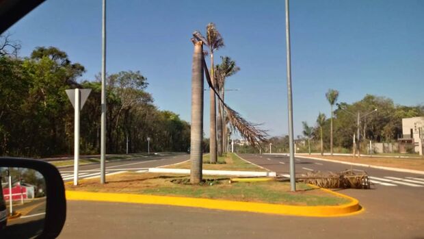 Mancada: Avenida recebe palmeiras, mas plantas apodrecem rapidamente por falta de cuidados