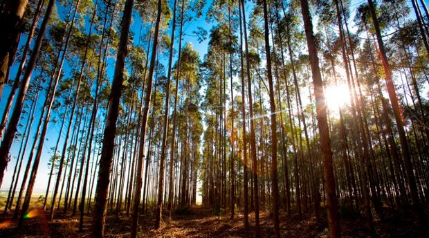 Mato Grosso do Sul tem a segunda maior área plantada com eucalipto do País, diz IBGE