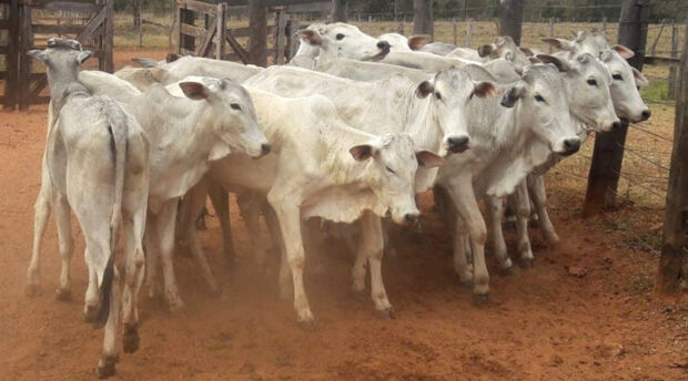 SAD realizará leilão presencial de 47 bovinos em Aquidauana