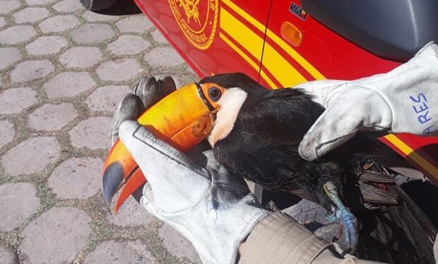 Bombeiros capturam tucano que lesionou a perna após cair de árvore