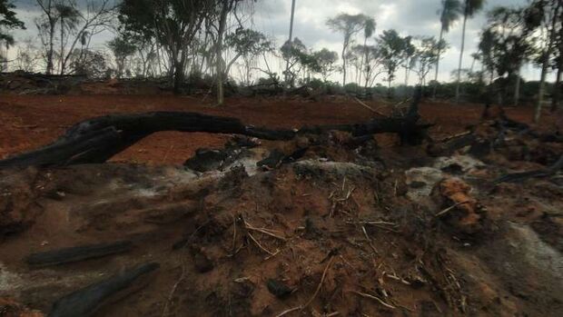 PMA flagra desmatamento ilegal de quatro hectares em fazenda no cerrado de MS