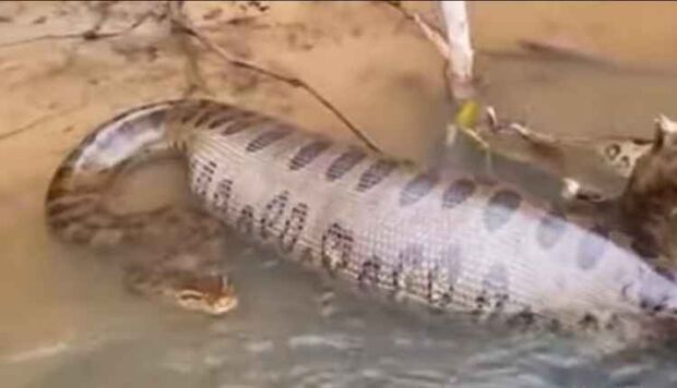 Vídeo: pescadores flagram sucuri de ‘barriga cheia’ às margens do rio Aquidauana