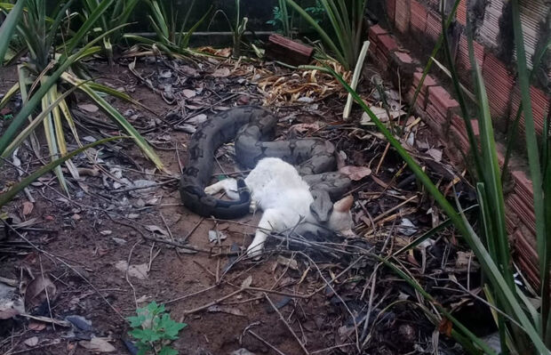 Cobra invade quintal e mata gato dentro de residência