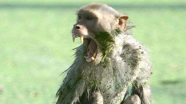 Macaco rouba e mata bebê de 12 dias