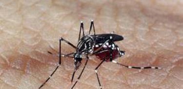 Ciência tem de avaliar impactos do Zika, advertem pesquisadores