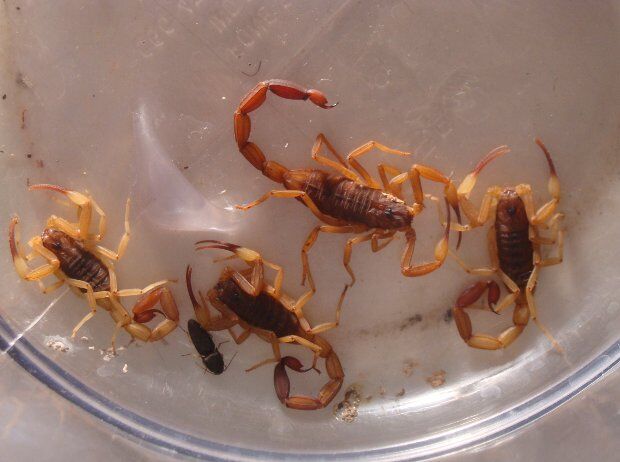 ALERTA: Campo Grande tem infestação e mais de 400 ataques de escorpiões neste ano
