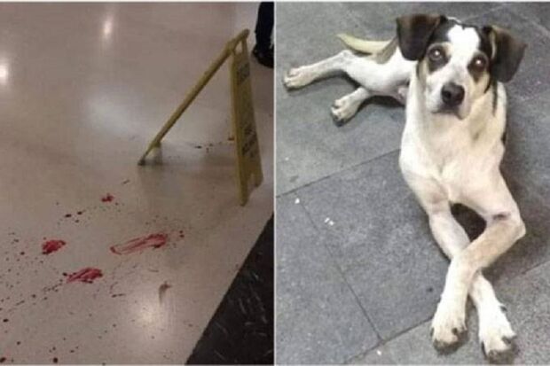 Polícia quer saber se segurança matou cachorro em mercado por ordem de superiores