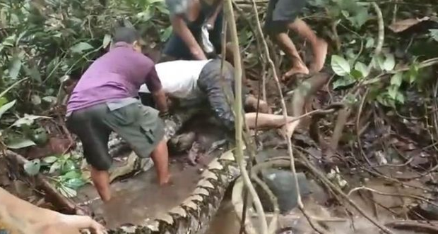 'Olha a cobra!': serpente gigantesca é capturada após prender perna de pescador