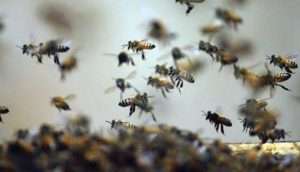 Após ataque de abelhas, idosa morre em MS