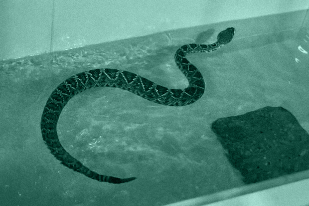 'Projeto verão': zoológico cria academia aquática para cobras que estão acima do peso