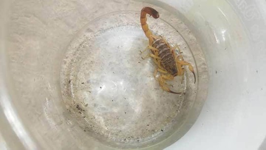 Depois de campanha de combate à dengue, vereador faz alerta para infestação de escorpiões