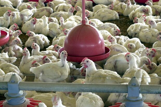 465 toneladas de frango produzidas em MS podem conter bactéria salmonella