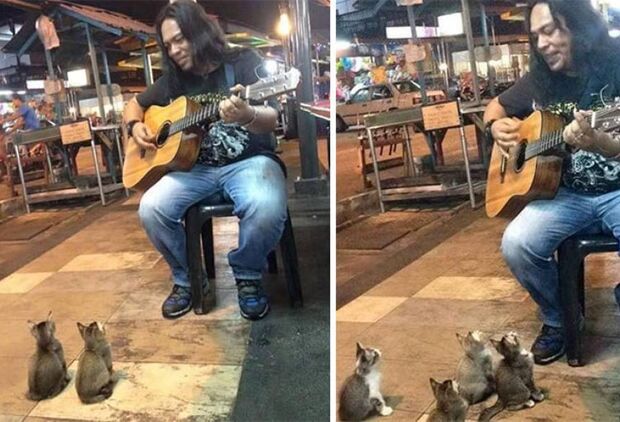 VÍDEO: quatro gatinhos param para ouvir cantor de rua enquanto é ignorado por pedestres