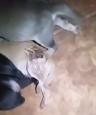 VÍDEO: cadela que ‘mora’ em posto de gasolina tem filhotes  ‘com larvas’ e precisa de ajuda
