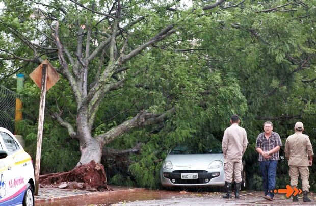 SUSTO: árvore cai em cima de veículo após ser arrancada pela raiz