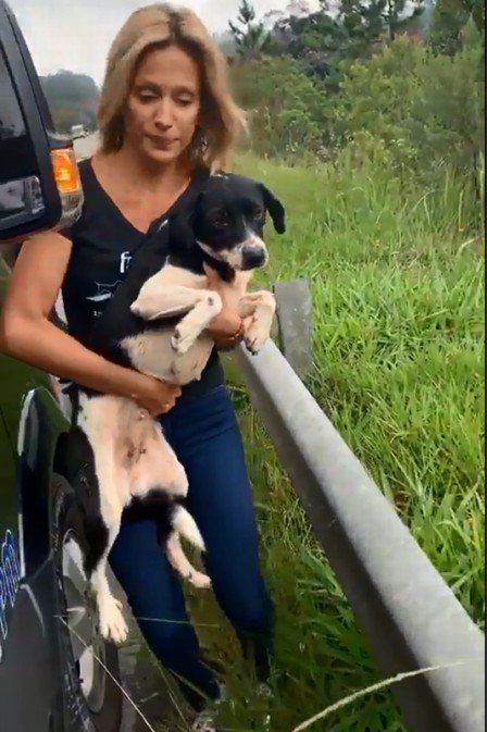 Anitta desce de carro para ajudar Luisa Mell a resgatar cães no meio da chuva