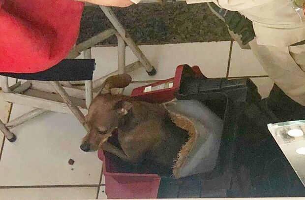 Cachorro é resgatado após ficar três dias preso em sacada de prédio