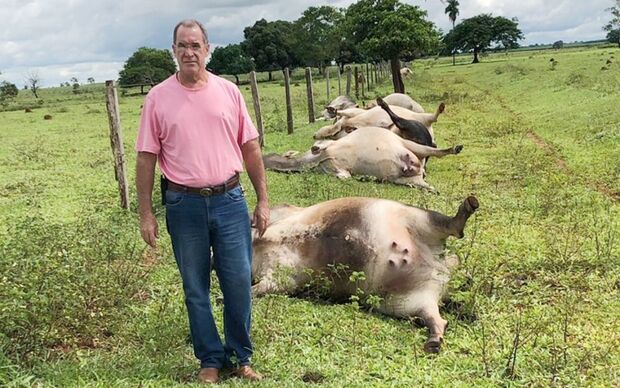 Raio cai em fazenda e 21 bovinos morrem de uma vez em MS