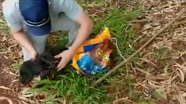 Cachorro morre após passar quase três dias abandonado dentro de saco plástico