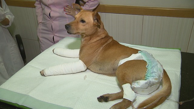 Cachorro arremessado de igreja é colocado para adoção após cirurgia