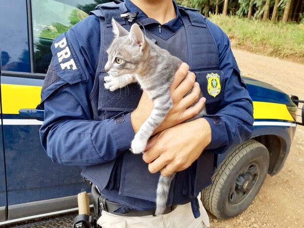 Homem é preso por abandonar gato em rodovia
