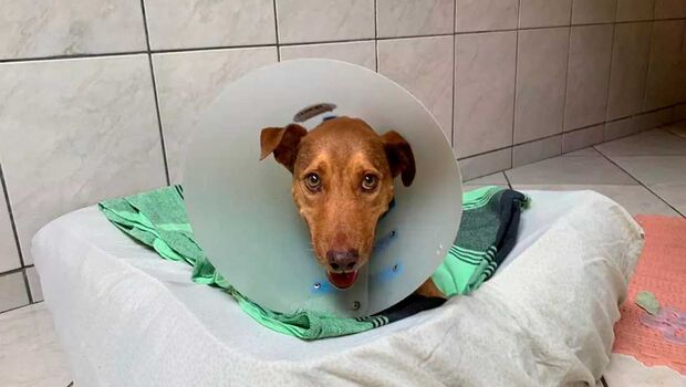 Dentista adota cadela resgatada com sinais de estupro