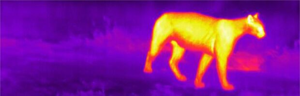 Metodologia inédita permite identificar espécies de animais do Pantanal com imagens térmicas
