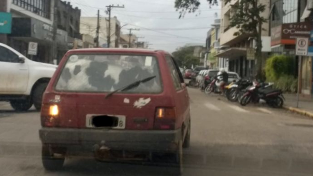 Veículo é flagrado transportando vaca no porta-malas