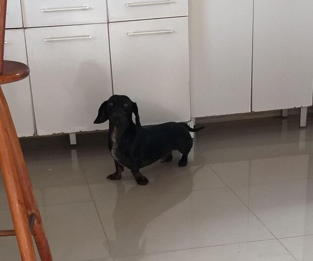 Envenenamento e morte de quatro cães levam apreensão e dor a moradores da Vila Olinda