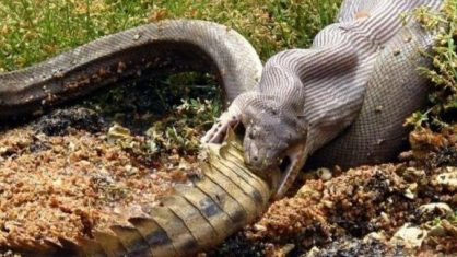 Píton engole crocodilo inteiro na Austrália