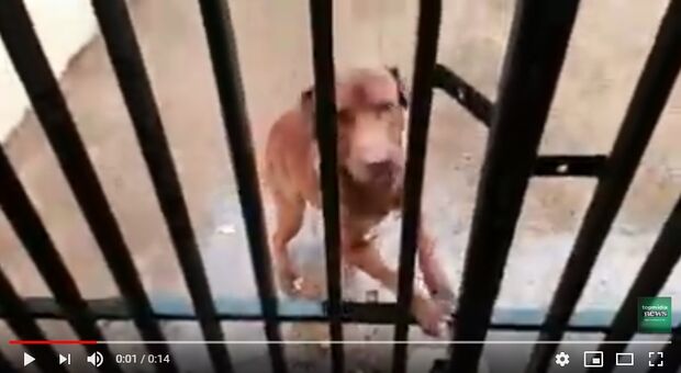 VÍDEO: cão chorando sob chuva e frio em Campo Grande causa revolta na internet