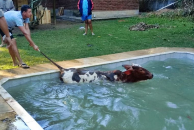 Vaca cai dentro de piscina e assusta morador