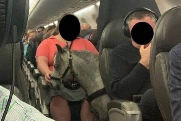 Pônei viaja de avião como apoio emocional de passageira e bomba na internet