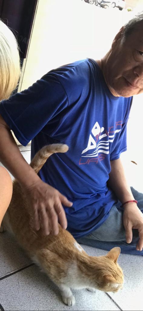 Xodó do China há 14 anos, gato 'Vagabundo' foi furtado na Mato Grosso e amigos fazem apelo
