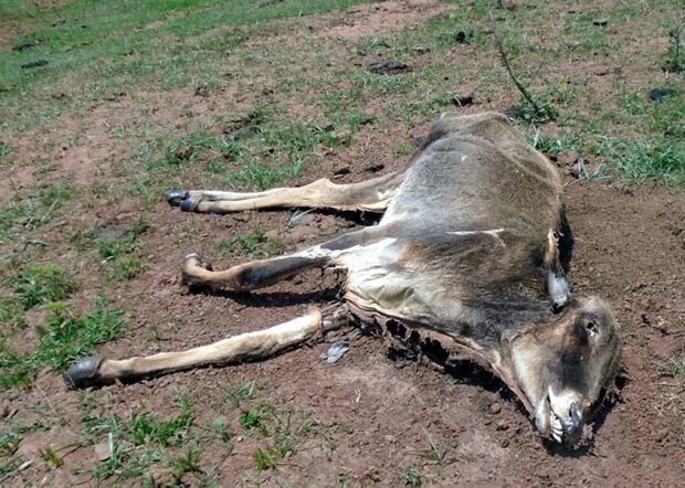 Fazendeiro deixa dezenas de animais morrerem sem comida e é multado em R$64 mil