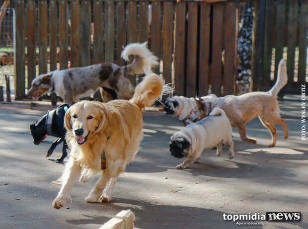 Comum em Campo Grande, cachorros com cinomose precisam ser isolados