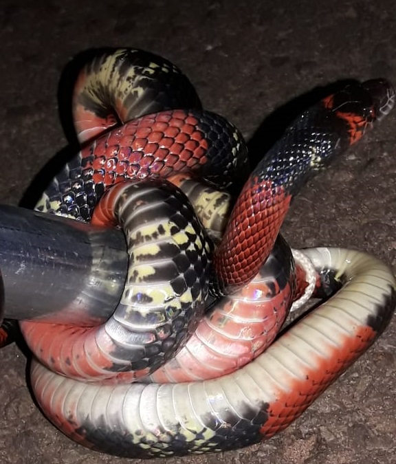 Moradora encontra serpente no quintal de casa no Nova Lima