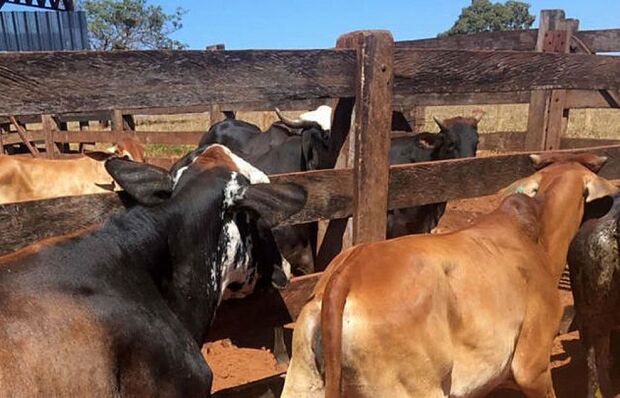 Bandidos abatem vaca para roubar a carne em fazenda de Três Lagoas