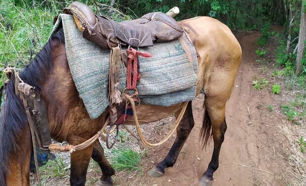 Assentados usam cavalo e moto para retirar madeira de reserva legal em Terenos