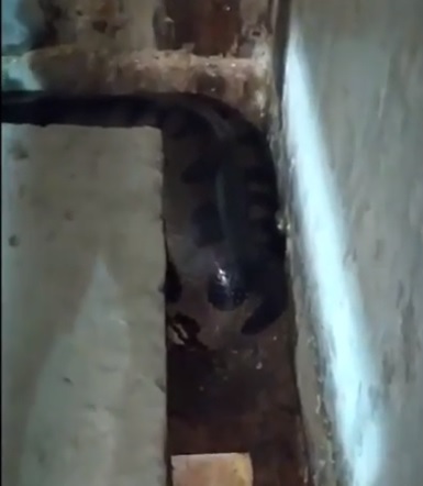 Vídeo: Sucuri de 7 metros é capturada em hidrelétrica