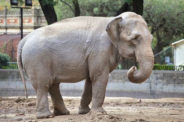 Elefanta deixa Argentina e passa a viver em zoológico brasileiro