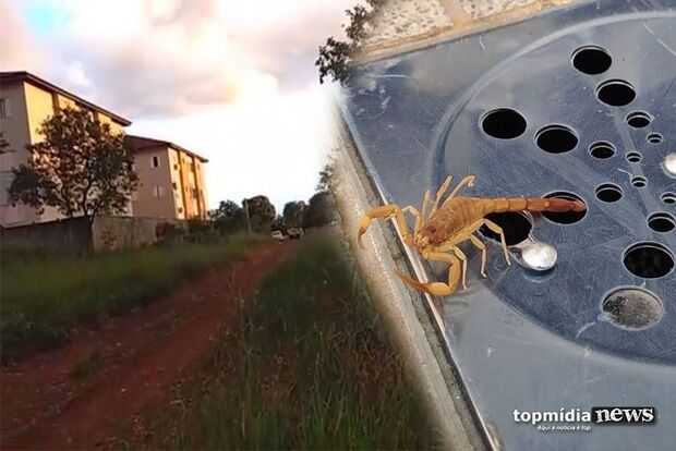Terreno gera 'festival de escorpiões' e aterroriza moradores em condomínio no Monte Castelo