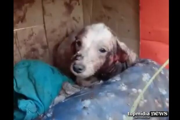 VÍDEO: cachorra é abandonada com orelha cortada e sem pelos em panos cobertos de sangue