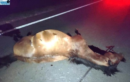 Animais são atropelados e morrem após acidente entre carro e caminhão guincho