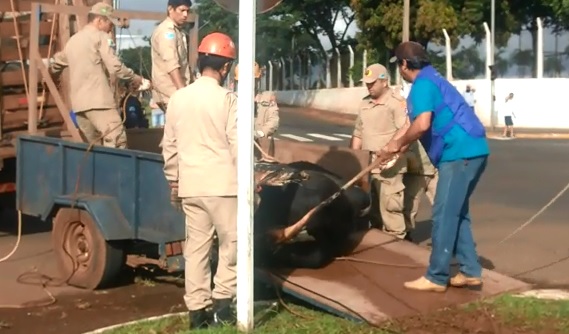 Após dois meses, touro que aterrorizou população na Gury Marques continua no CCZ