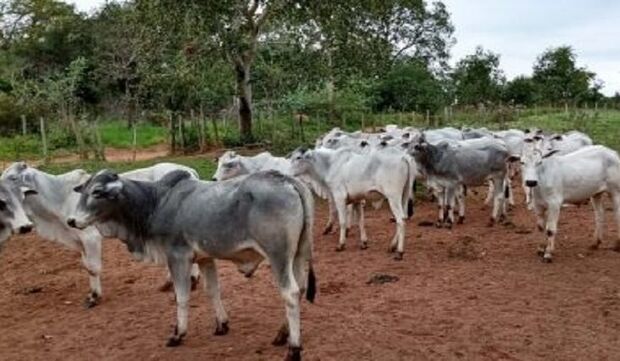 Secretaria leiloa 38 bovinos na próxima sexta-feira